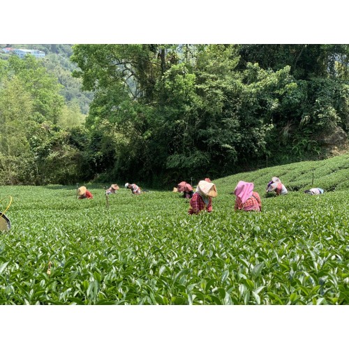 阿里山珠露茶 金萱茶/烏龍茶 2020春茶