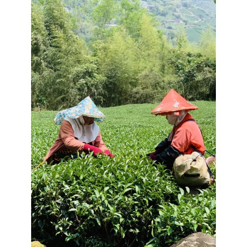 阿里山珠露茶 金萱茶/烏龍茶 2020春茶